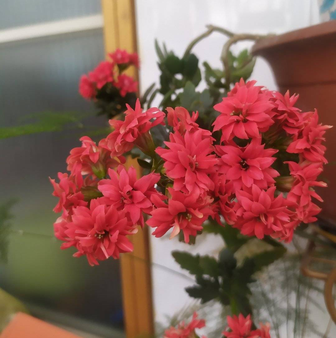 長壽花花開過后怎么弄？有2個選擇，越養(yǎng)越多好劃算！