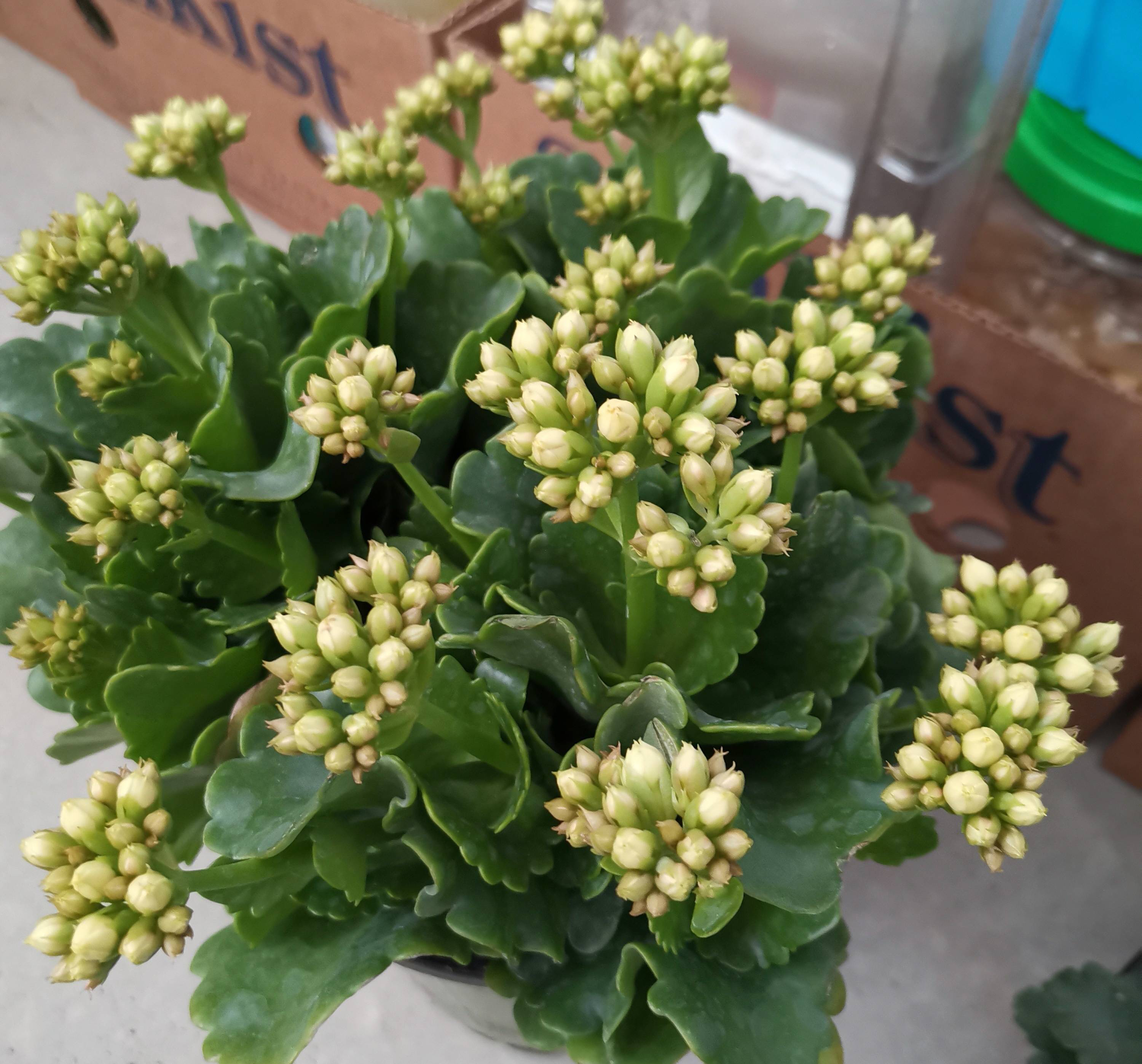 長(zhǎng)壽花開完該怎么做？有2個(gè)選擇，越養(yǎng)越多好劃算，變霸氣老樁