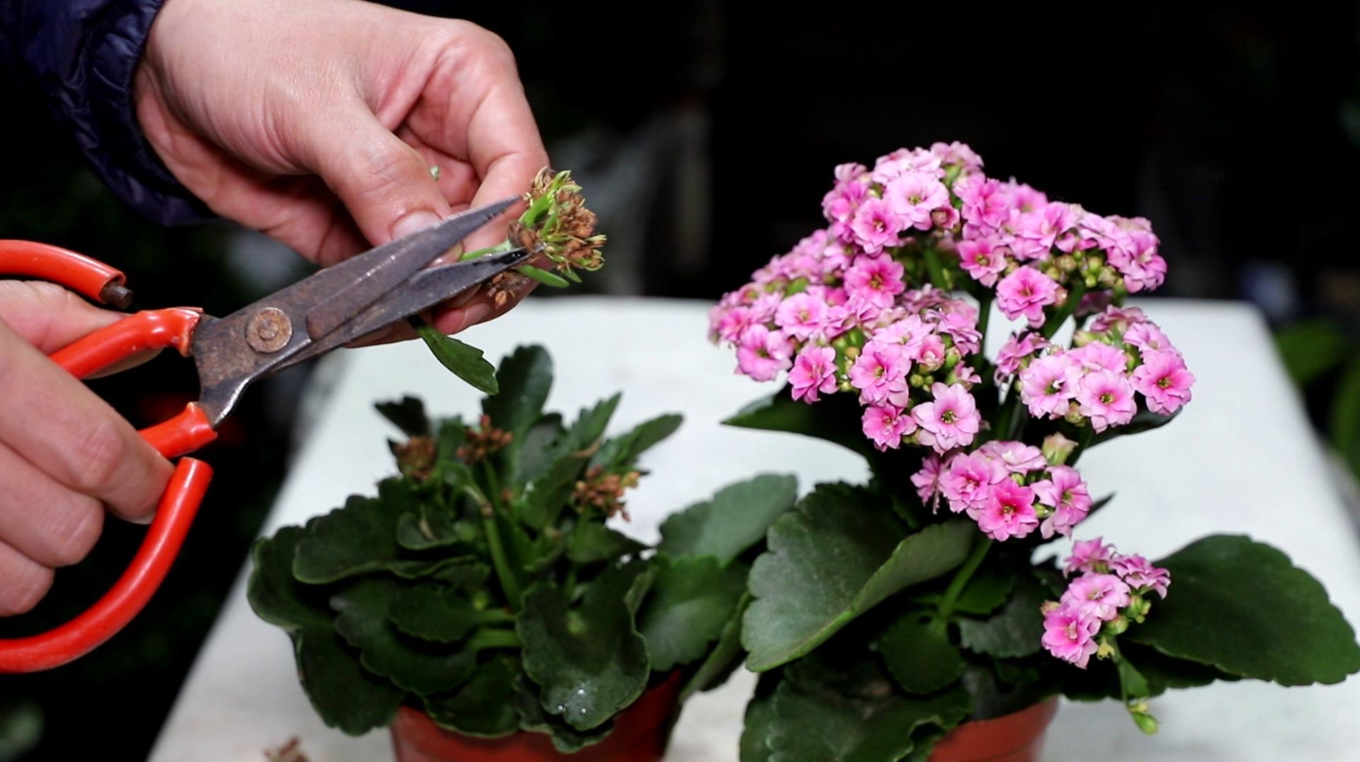 長(zhǎng)壽花開完該怎么做？有2個(gè)選擇，越養(yǎng)越多好劃算，變霸氣老樁