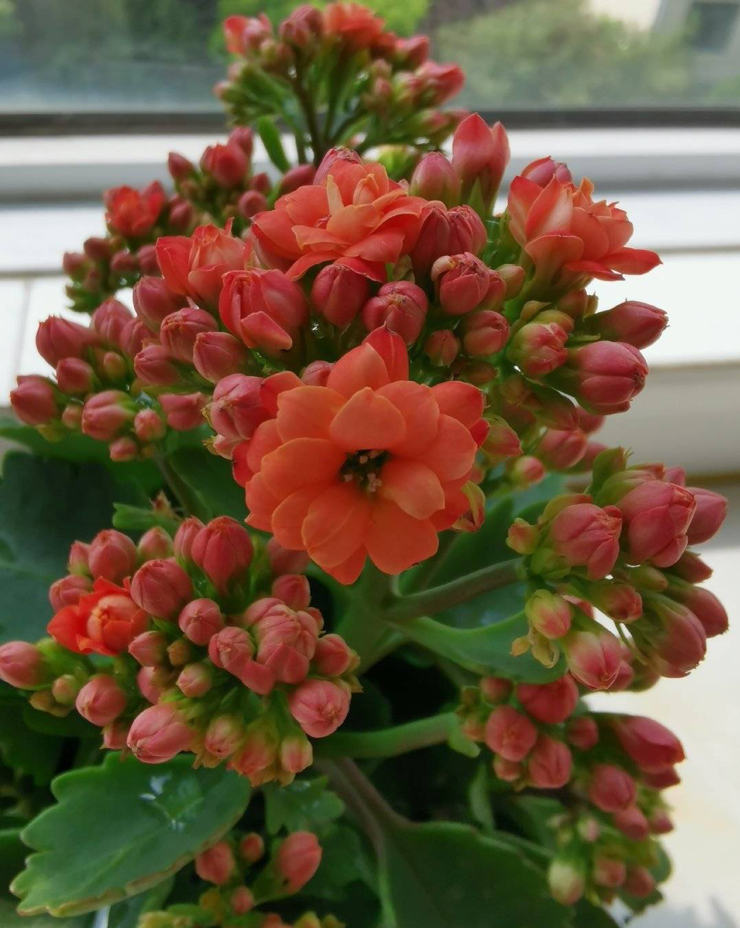 長(zhǎng)壽花開完該怎么做？有2個(gè)選擇，越養(yǎng)越多好劃算，變霸氣老樁