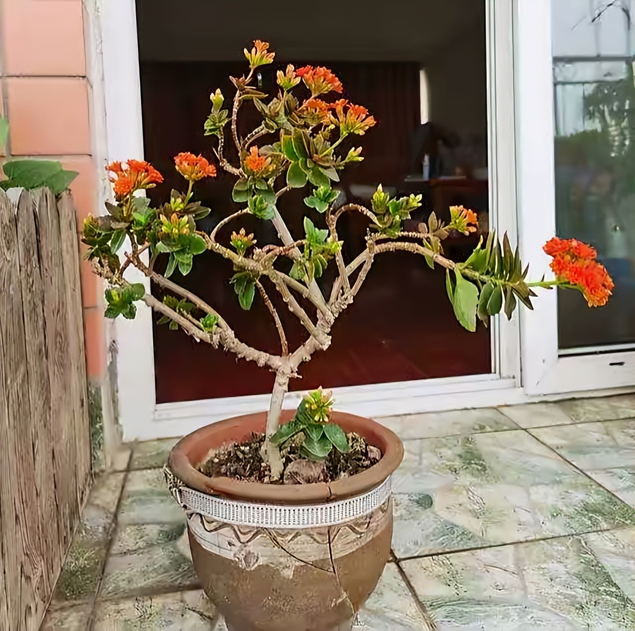 長(zhǎng)壽花開完該怎么做？有2個(gè)選擇，越養(yǎng)越多好劃算，變霸氣老樁