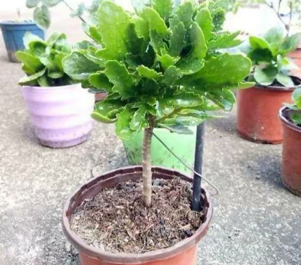 長(zhǎng)壽花開完該怎么做？有2個(gè)選擇，越養(yǎng)越多好劃算，變霸氣老樁