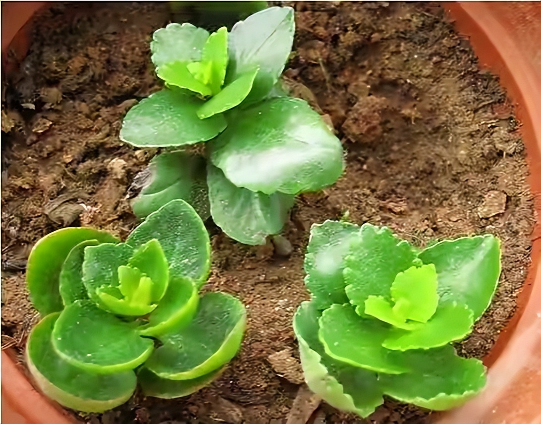 長(zhǎng)壽花開完該怎么做？有2個(gè)選擇，越養(yǎng)越多好劃算，變霸氣老樁