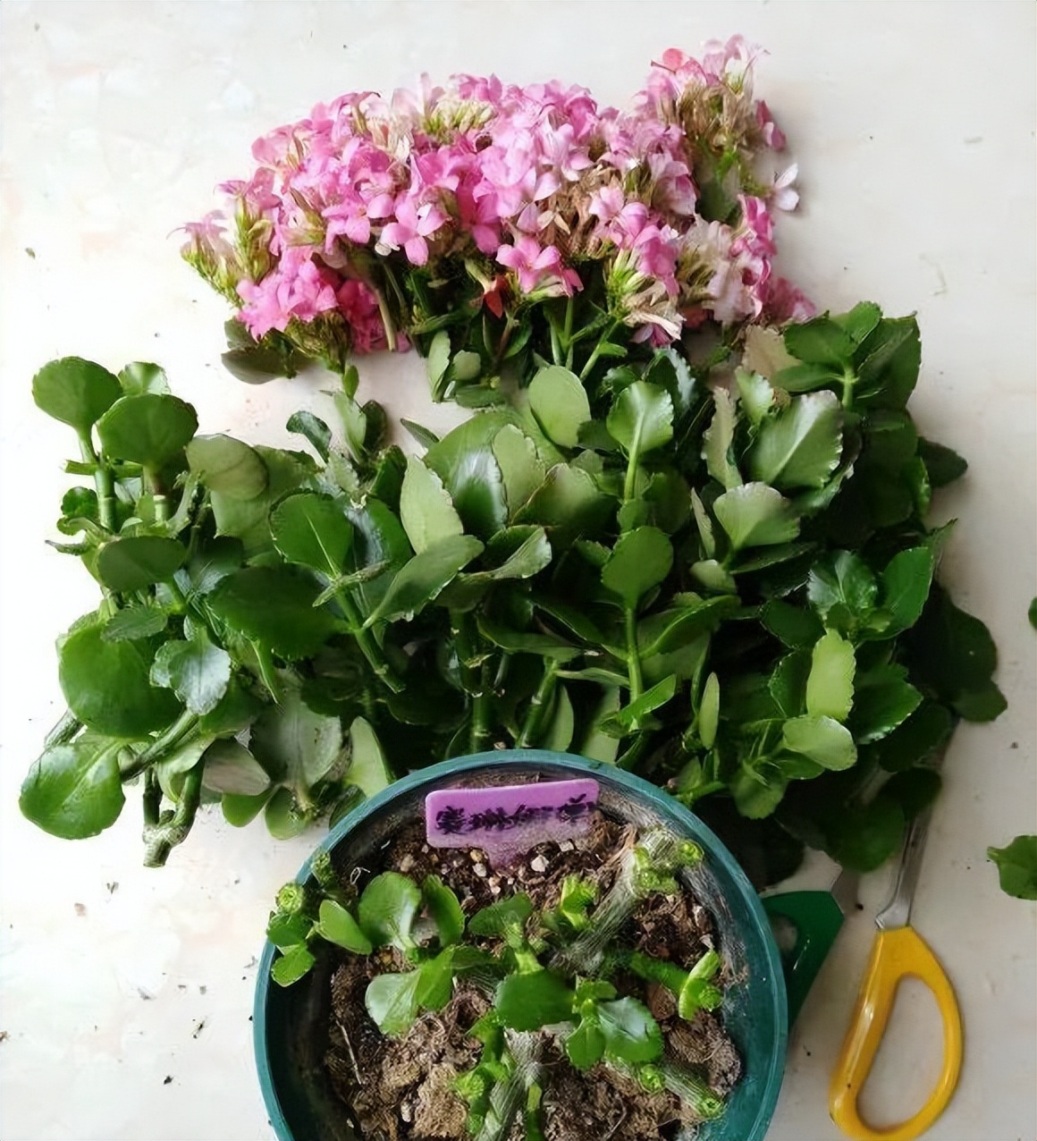 長(zhǎng)壽花開完該怎么做？有2個(gè)選擇，越養(yǎng)越多好劃算，變霸氣老樁