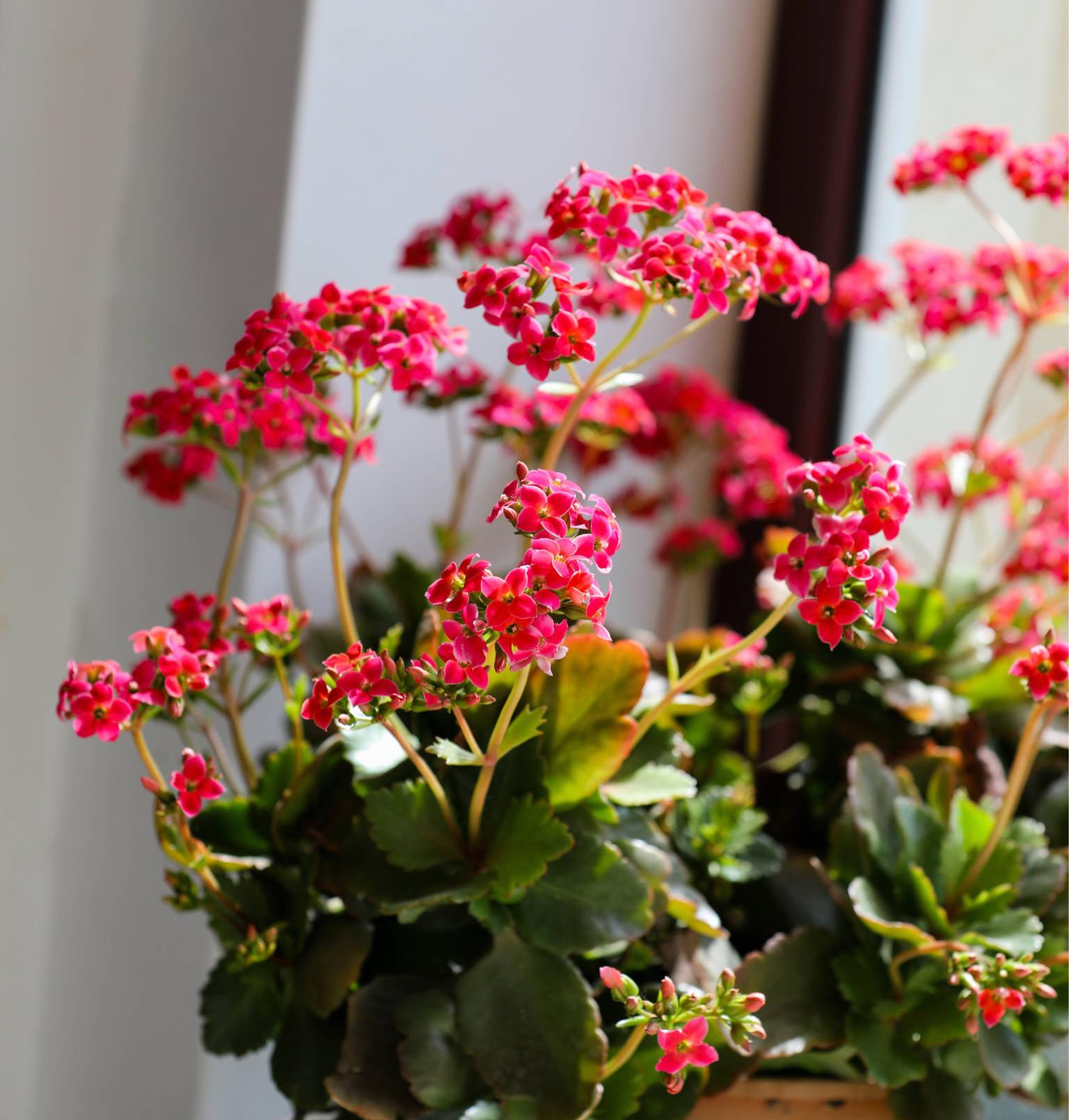 長(zhǎng)壽花開完該怎么做？有2個(gè)選擇，越養(yǎng)越多好劃算，變霸氣老樁