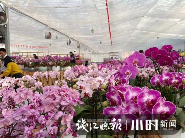 花卉批發(fā)市場進貨渠道地址在哪里（花卉批發(fā)市場進貨渠道地址電話）