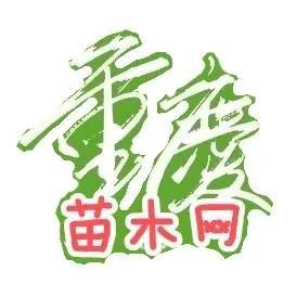 水生植物批發(fā)種植基地在哪里，水生植物批發(fā)種植基地地址？