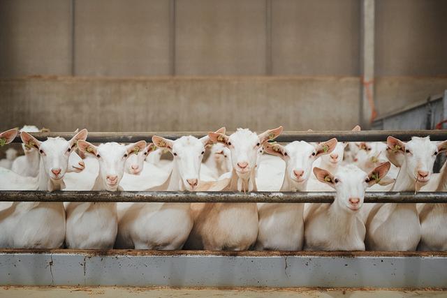 育肥羊飼料批發(fā)廠家，育肥羊飼料批發(fā)廠家電話？