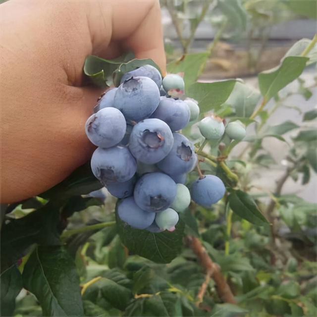 藍莓苗批發(fā)電話，藍莓種苗批發(fā)？