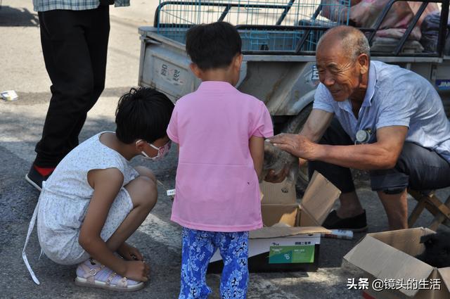 買小狗10元一只小型的，批發(fā)買小狗10元一只