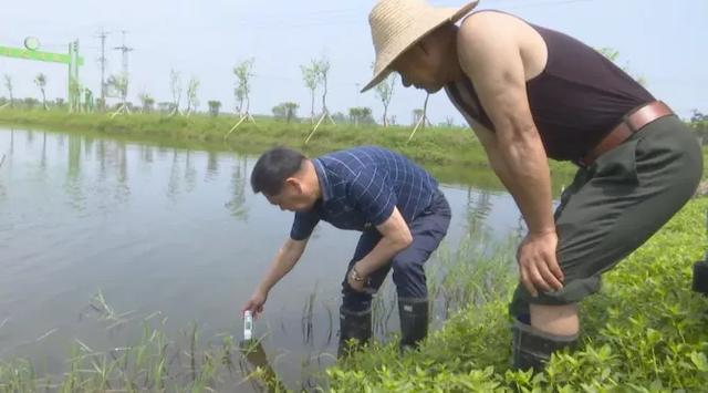 龍蝦苗批發(fā)蝦苗基地，蝦苗批發(fā)價格？