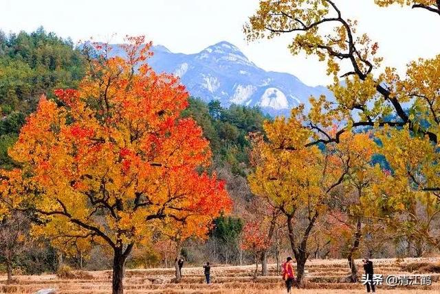 果樹苗批發(fā)基地三年苗各種苗大全，果樹苗批發(fā)基地三年苗各種苗大全車厘子？