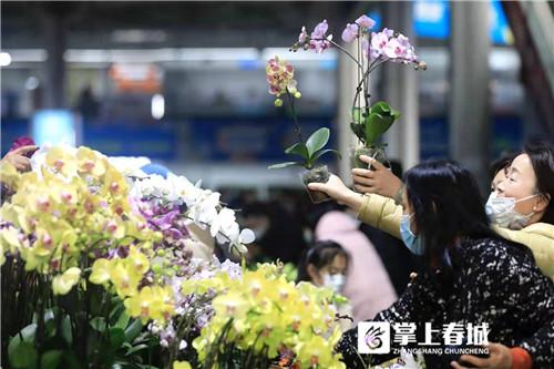 昆明鮮花批發(fā)市場地址個區(qū)，昆明鮮花批發(fā)市場地址在哪里怎么坐車去？