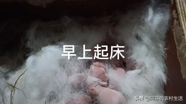 兔子幾塊錢一只，哪里有賣兔子的多少錢一只？