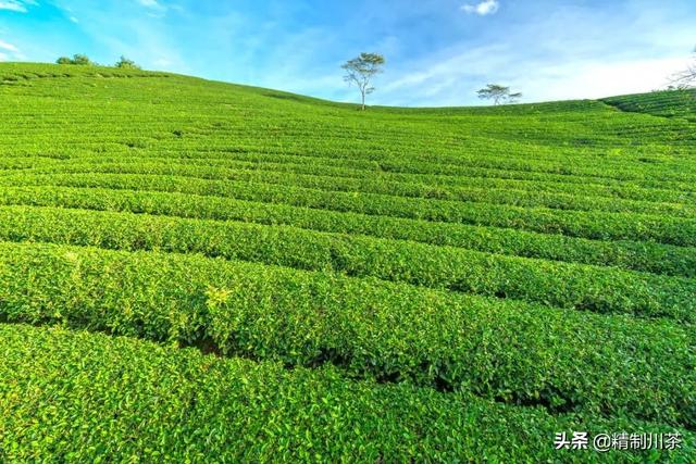 賣茶葉在抖音里算什么領域，抖音茶葉銷售第一？