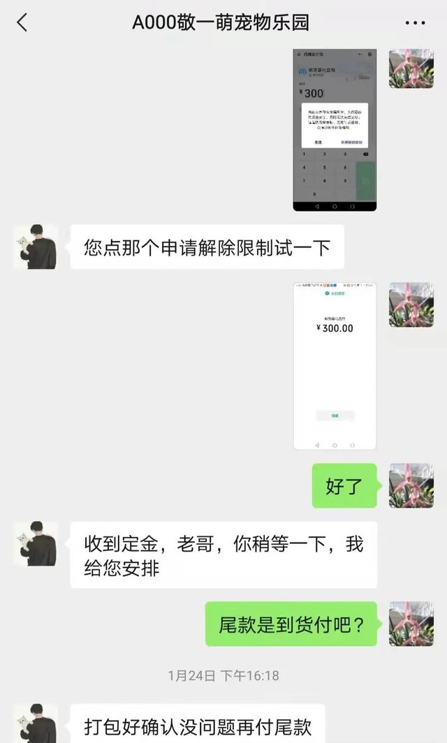 淘寶寵物狗貨源怎么找的，淘寶寵物狗貨源怎么找不到？