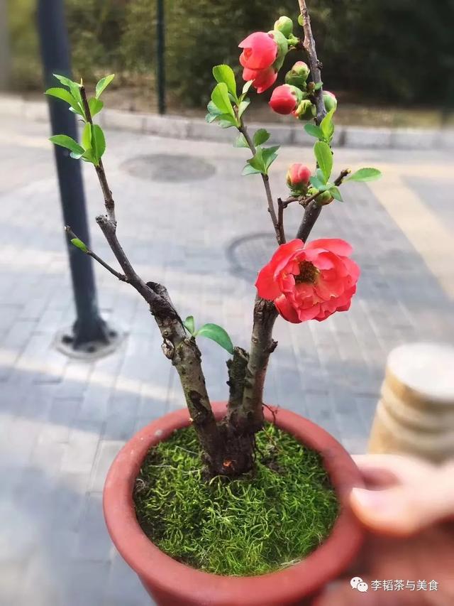 海棠果怎么賣，海棠果有賣的嗎？
