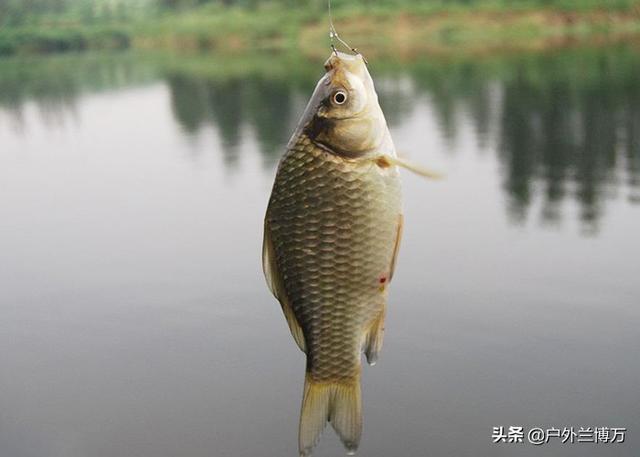 拼多多買魚餌料可靠嗎，拼多多上魚餌是不是正品？