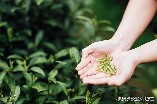 拼多多上貨的茶，拼多多上的中茶是真的嗎？