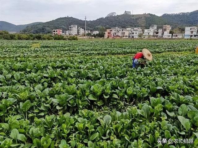 淘寶拼多多熱銷脫水菜芯貨源拿貨是真的嗎，淘寶拼多多熱銷脫水菜芯貨源拿貨是真的嗎還是假的？