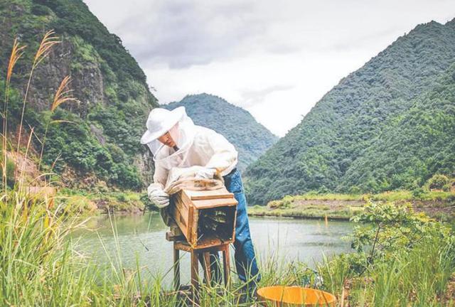 蜂蜜批發(fā)一手貨源，蜂蜜批發(fā)代理？